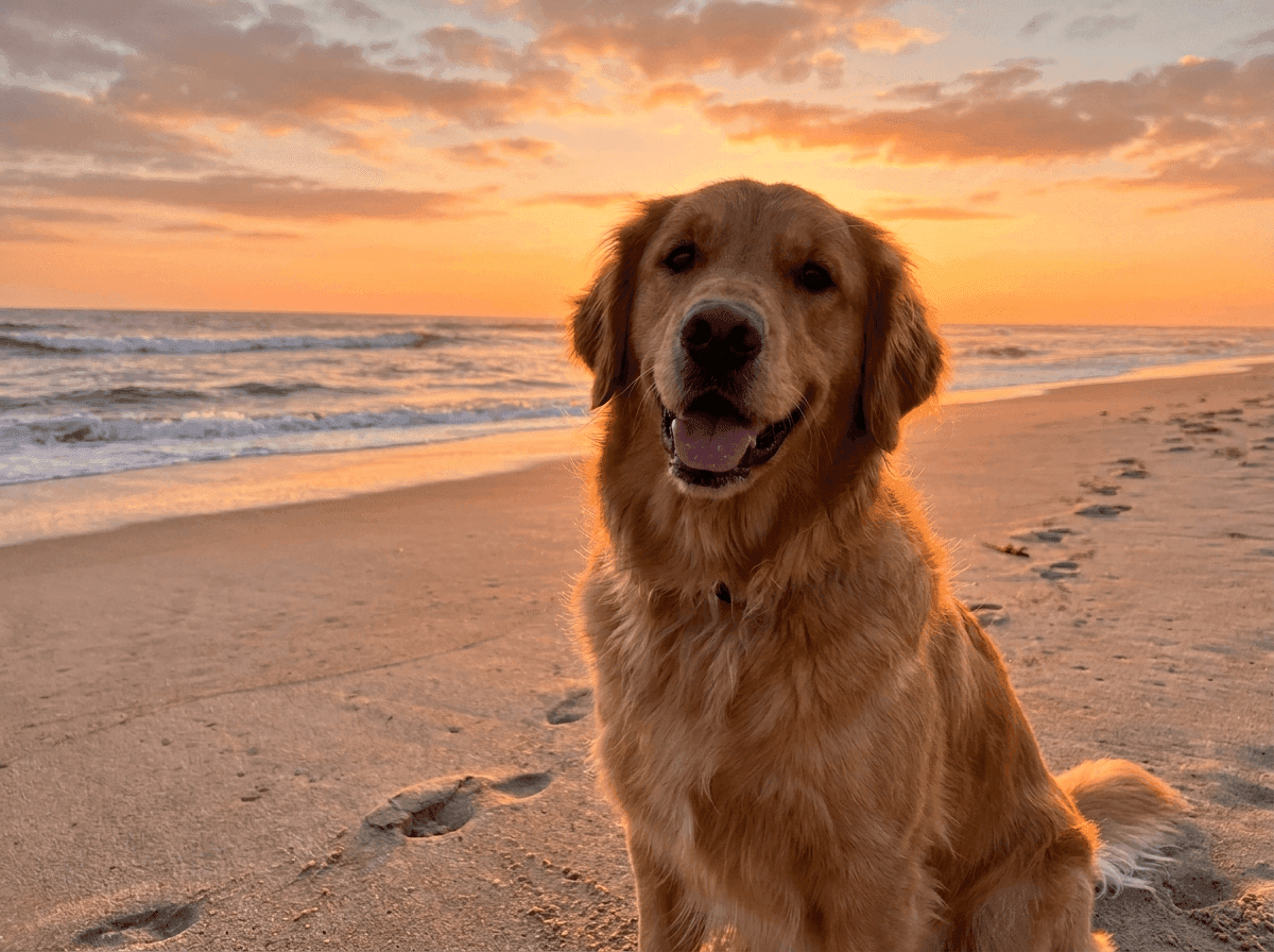 Golden retriever on beach uploaded as dating profile — no human face detected by Lasso